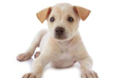 Descargar bonitas frases sobre el amor a los animales, las mejores frases sobre el amor hacia los animales para descargar