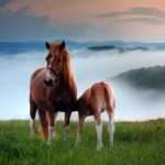 Descargar frases bonitas de amor para los animales, descargar las mejores frases cariñosas para los animales