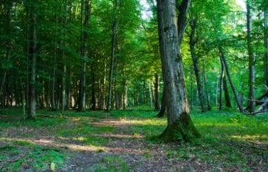 nuevos mensajes de reflexión sobre el medio ambiente,